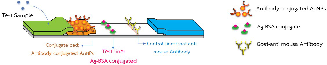 Rapid Lateral Flow Immunochromatographic Strip Tests (LFICS) for the Detection of Albumin in Urine